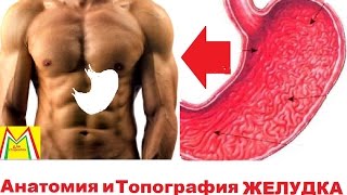 ЖЕЛУДОК. ПОЛНАЯ АНАТОМИЯ. ТОПОГРАФИЯ.