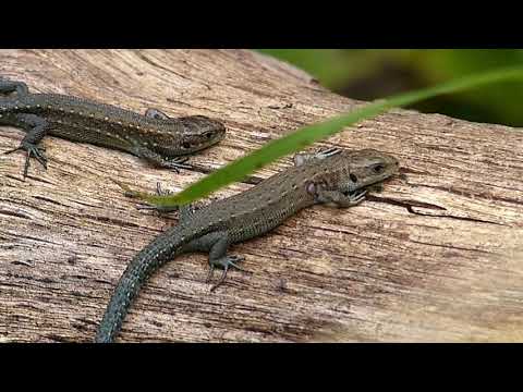 Video: Een geweldige creatie van de natuur - een levendbarende hagedis