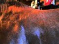 My Horses Weight Loss 2 
