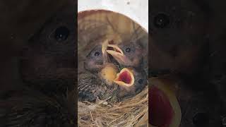 Estamos na época dos pássaros faz fazer ninho #rotinadodia #coisasdositio #vidanaroça #natureza