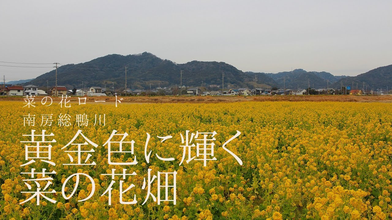 菜の花ロード 1万坪の敷地に黄金色に輝く菜の花畑 南房総鴨川 Nanabatake Road Chiba Japan Youtube 菜の花ロード 1万坪の敷地に黄金色に輝く菜の花畑 南房総鴨川 Nanabatake Road Chiba Japan Youtube