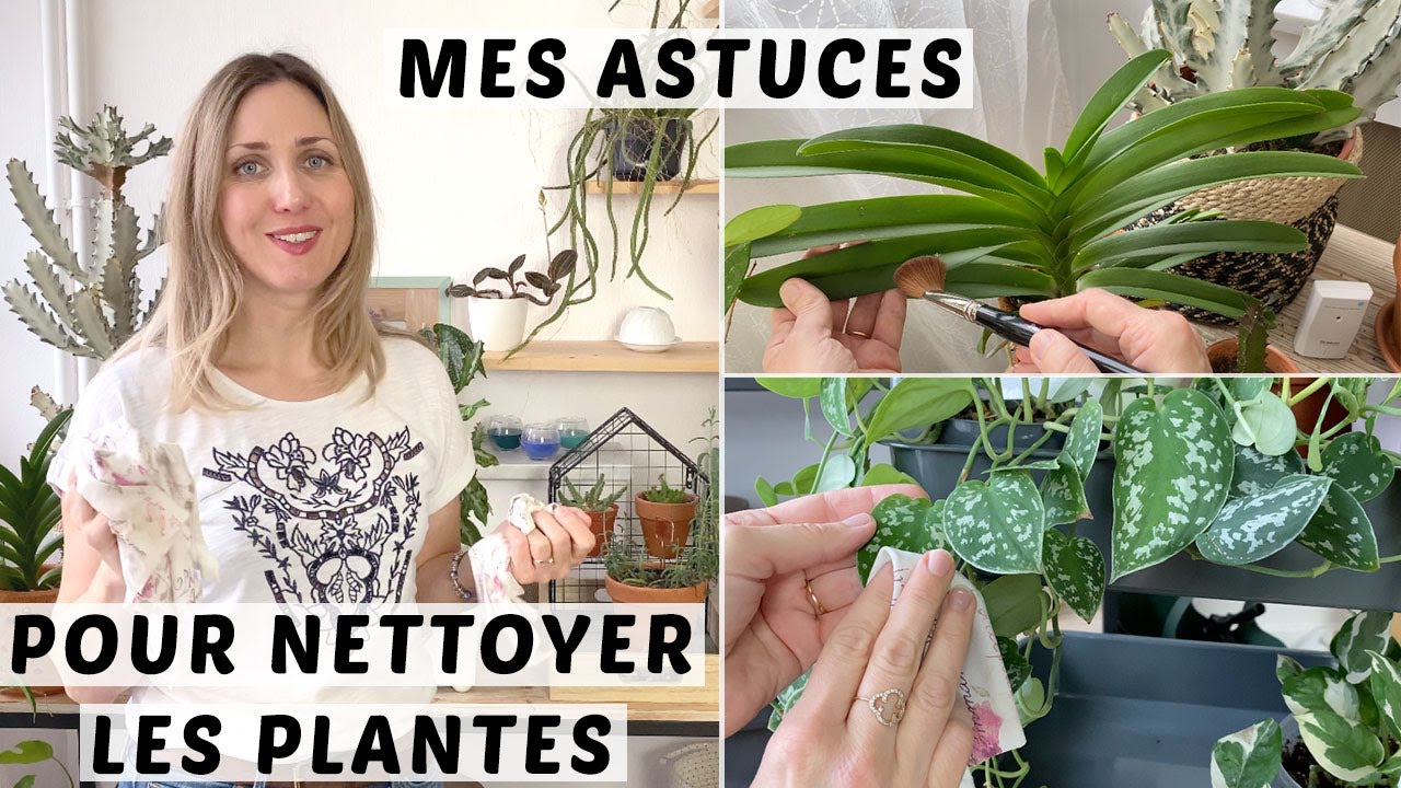 🌿 COMMENT NETTOYER LES PLANTES VERTES ? MES ASTUCES POUR