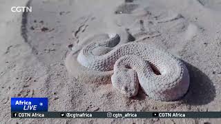Sahara horned viper declining in numbers in Algeria