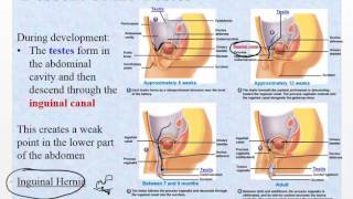Chapter 28   Reproduction Pt 1 - Development, Male Reproduction