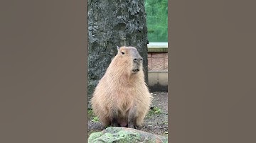 thật tuyệt vời 😍🥰🥰 #capybara #dalat #funny #cute #kitten