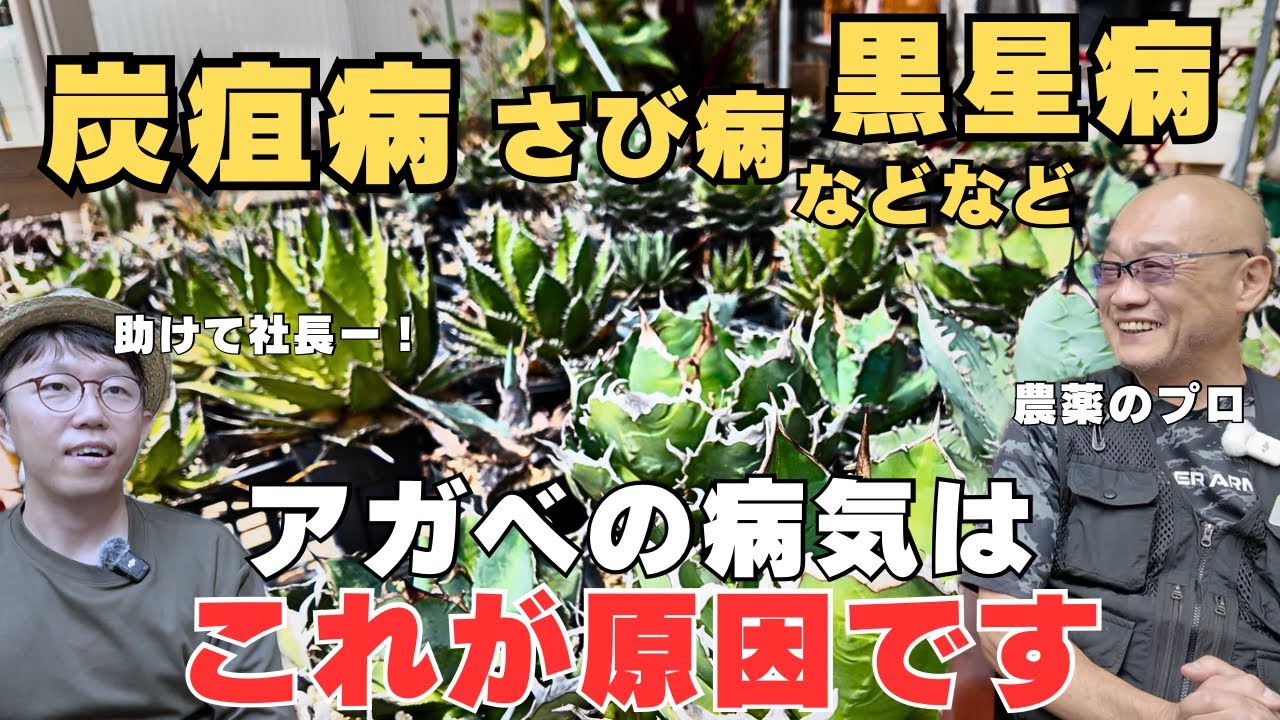 Agave Diseases: Anthracnose, Rust, Black Spot, and Other Diseases