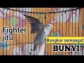 suara lovebird fighter jitu bikin lb sekitar cepat rajin bunyi | pancingan lb ngekek