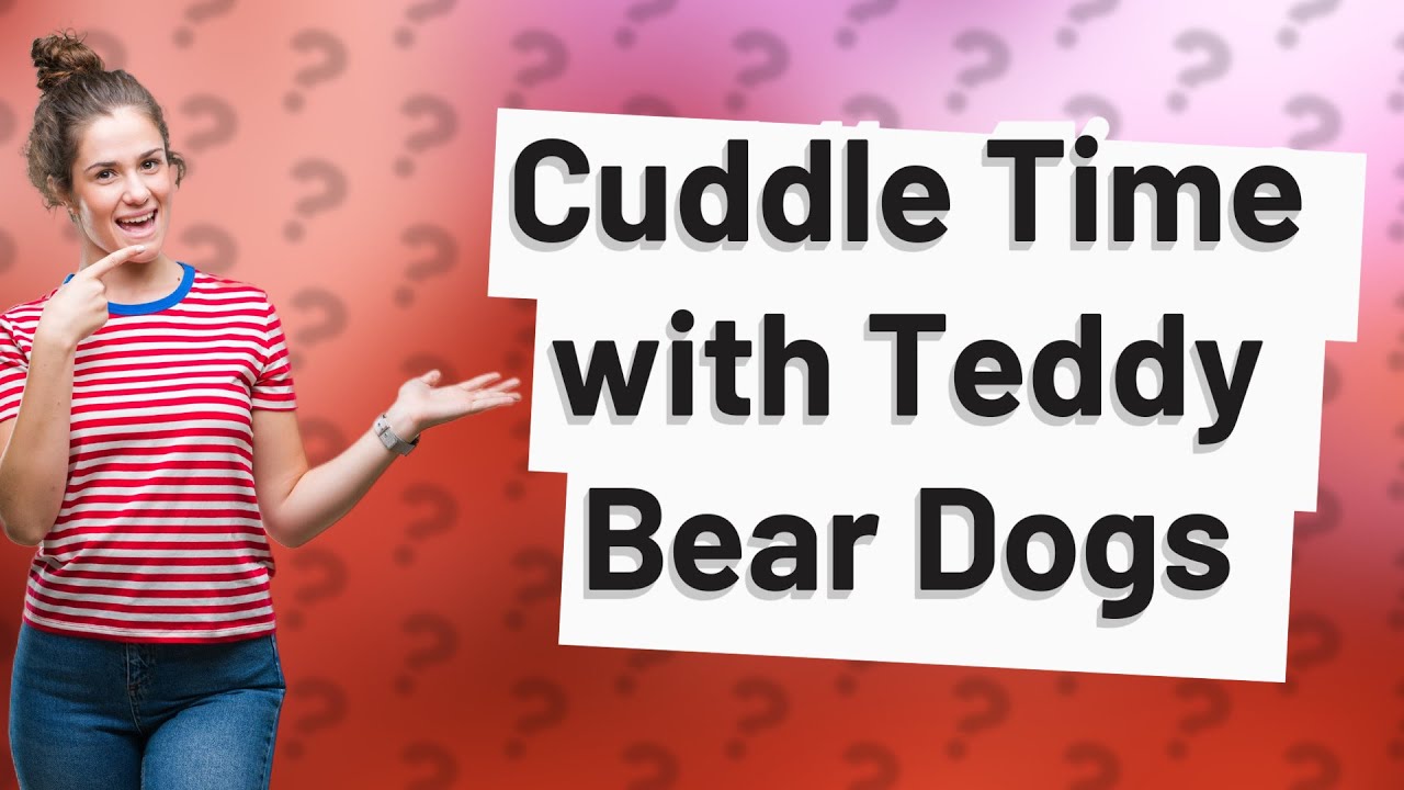 Do teddy bear dogs like to cuddle? YouTube