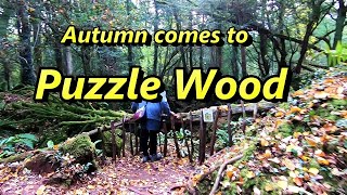 Autumn stroll through Puzzle (Hobbit) Wood, Coleford England