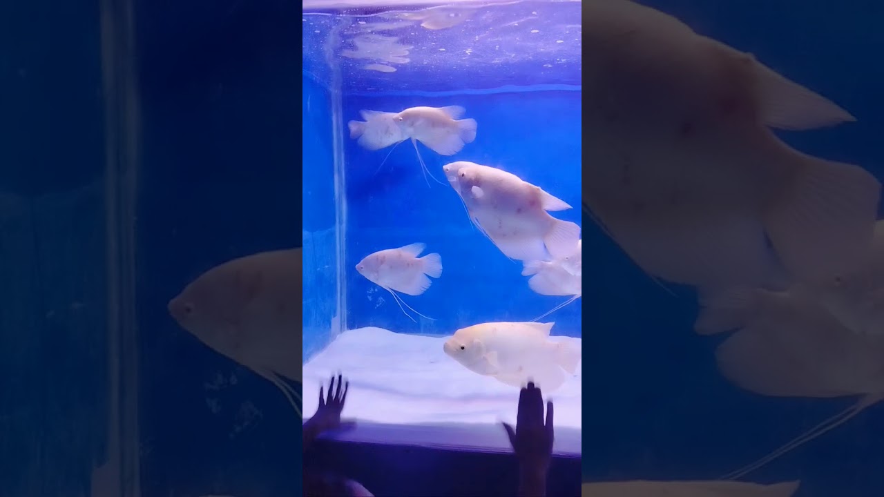 World' Largest Fish Mela Jodhpur Ticket 100 rup per person💯🥳💣