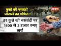 Gwalior News : कुत्तों की नसबंदी में घोटाला! | कागज में नसबंदी, जमीन पर बढ़ते गए कुत्ते