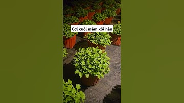 Cơi cuối cúc mâm xôi hàn quốc #cucmamxoi #cucmamxoihanquoc