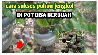 RAHASIA..!!!TANAM JENGKOL DI POT DAN BERBUAH#video#berkebun