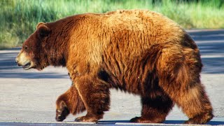 Bear Country USA Rapid City South Dakota | Drive Through Wildlife Park