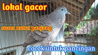 Perkutut Lokal Gacor Suara Nutut Panjang Pas Untuk Pancingan