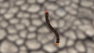 Centipede for Cats to Hunt