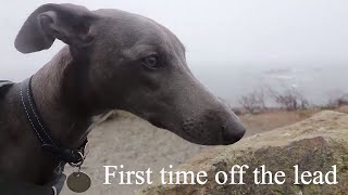 First time off the lead! - Camping with Jasper the Whippet pt2