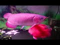 หลอดไฟ aroplus T10plus สีแดง ผสม สี ขาวบลู กับ ปลามังกรแดง หรือจริงๆมันแค่สีส้ม