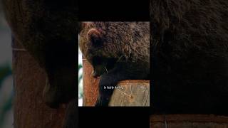 The Beekeeper’s Bees Become a Bear’s Feast#wildlife #animals #short #video