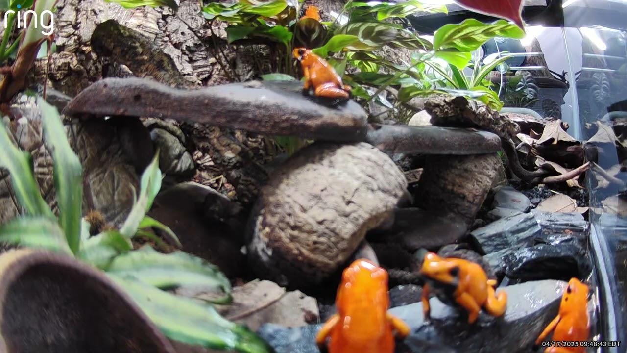 Phyllobates Terribilis 'Orange Black Foot' aka Golden Poison Dart Frogs Calling