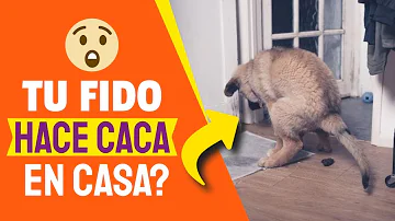 ¿Cómo se disciplina a un perro que hace caca en casa?