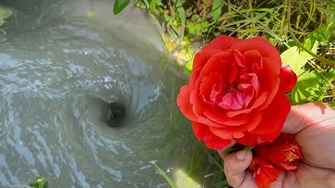Amazing Water Vortex Experiment!? Whirlpool Hole vs Flower.