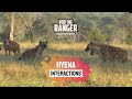 Hyena Interactions | African Safari Sighting