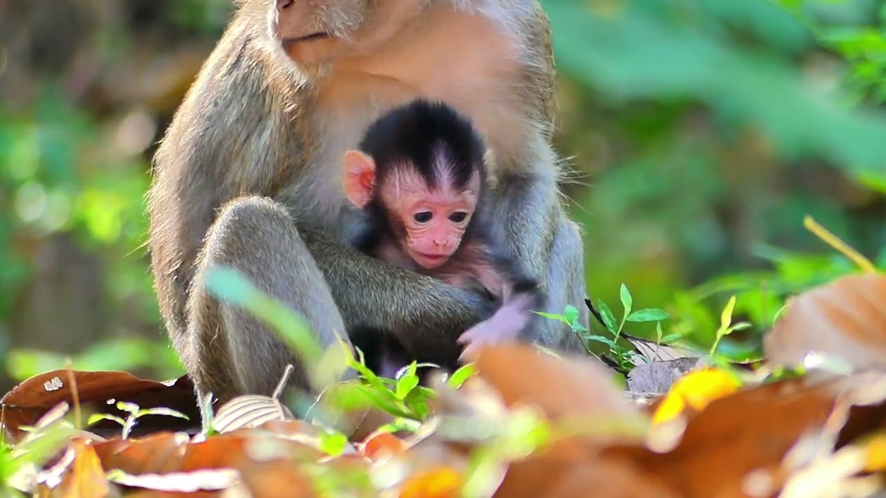 Spring monkey just in step move on side by side and other family .show cute baby