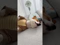 就这样看着它 睡觉 看几个小时都不觉得无聊 狗狗睡觉有多可爱 柯基 治愈狗狗 就这样看着它 睡觉 看几个小时都不觉得无聊 狗狗睡觉有多可爱 柯基 治愈狗狗