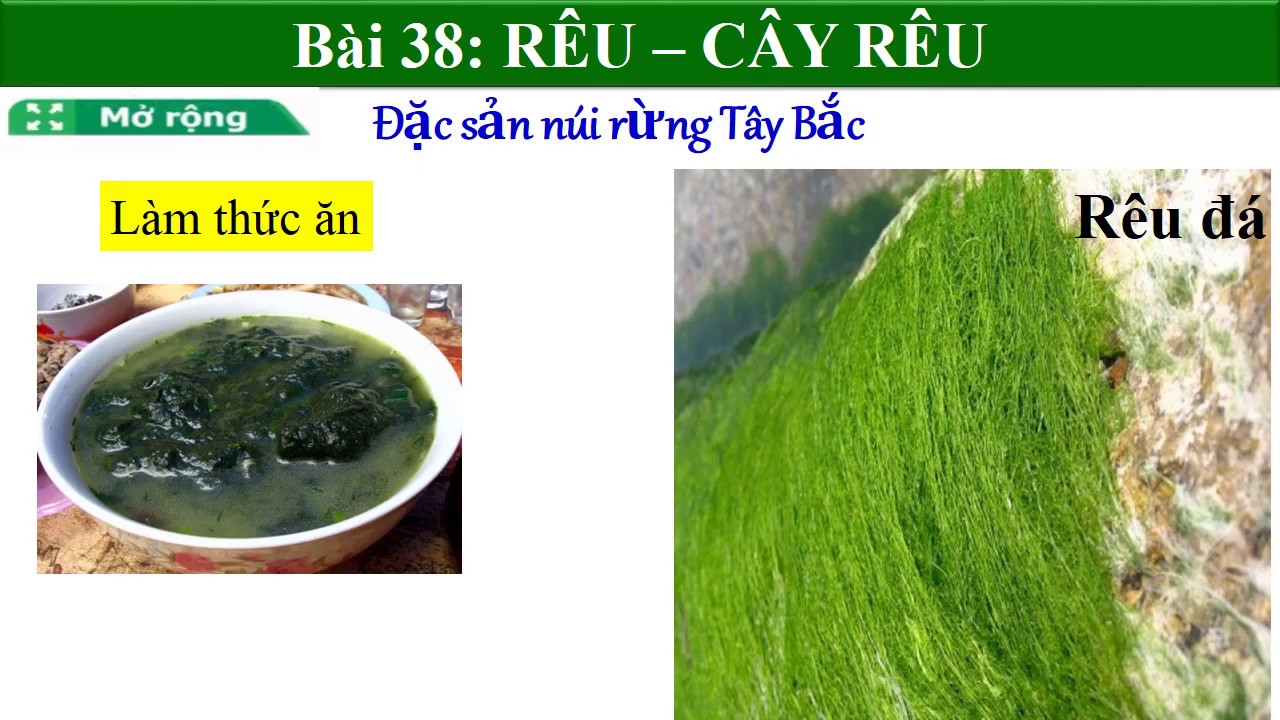 Bài 38: RÊU-CÂY RÊU ( SINH HỌC 6) - YouTube