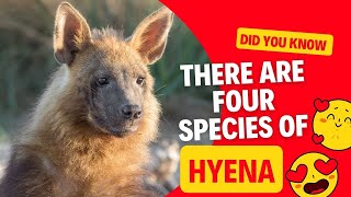 Did you know there are four species of hyena?
