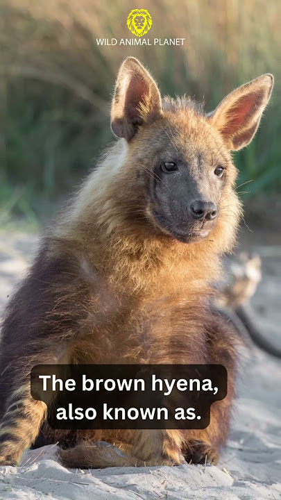 Did you know there are four species of hyena?