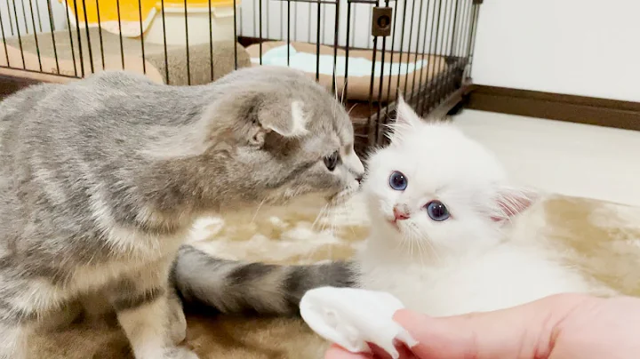 Watch the video about Leo, the kitten who gets praised for cleaning his ears so well, was so cute!