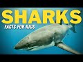 Shark Learning Quiz