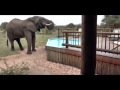 Watch Giant African Elephant Drink Water From Pool - Terrified Tourists