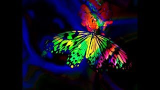 &quot;BUTTERFLY&quot; (Jeff Young, Badi Assad) - LIVE for 3 Guitars! *Brazilian world-fusion music 🦋