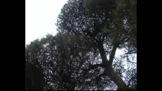 Lagu Gayo-Bunge serimpi oleh Arnold Tanjung Cipt. Muryati