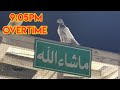 5_Pigeons Landing In Dubai 5:46pm 6:34pm 7:37pm 7:59pm 9:05pm Overtime|Dubai Pigeons Sports