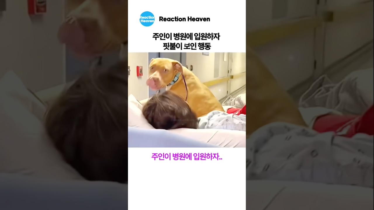 주인이 병원에 입원하자 핏불이 보인 행동
