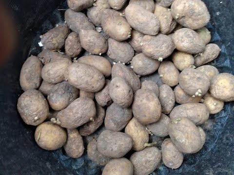 Vidéo: Pourriture bactérienne des tiges et des racines de la patate douce - En savoir plus sur la pourriture bactérienne de la patate douce