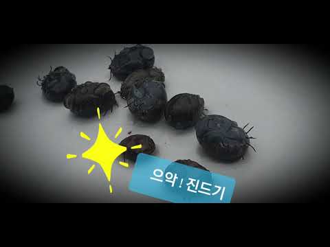 초대형 진드기? 고통스러운 멍멍이 진드기 해결해주기? एक विशालकाय टिक A giant tick  超大型ダニ قرادة عملاقة Một con bọ khổng lồ