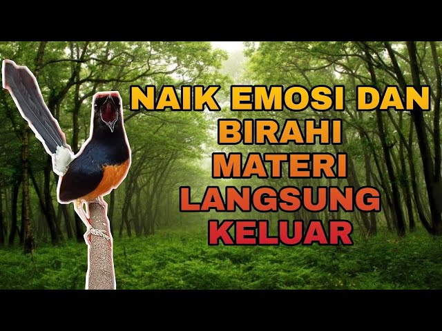 PANCINGAN MURAI BATU EFEKTIF NAIK EMOSI DAN BIRAHI, SEKETIKA BONGKAR MATERI class=