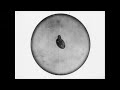 Simple Creature By Cloud The Waters LP Lucky Unlucky mp3