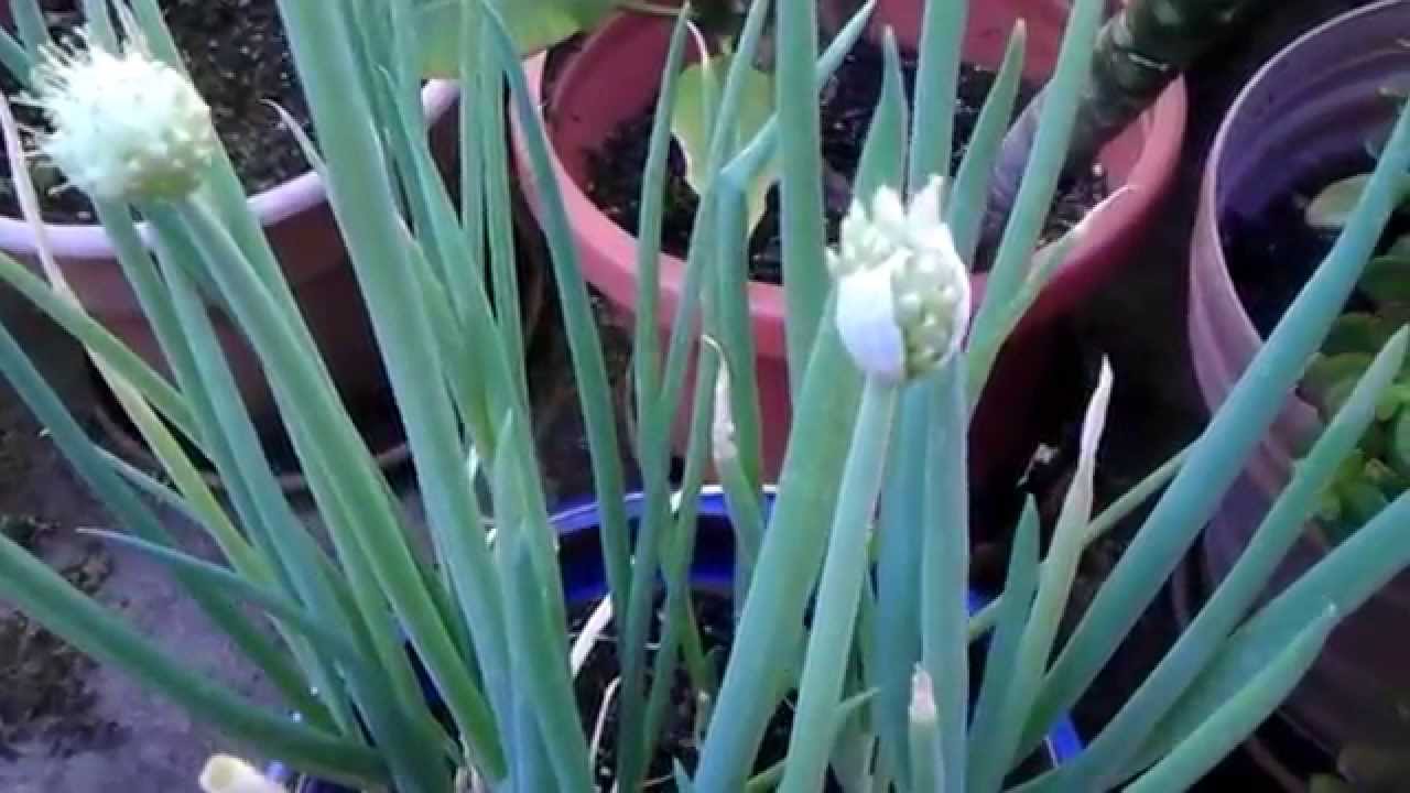 Green Onions - Grow, Flower, Seed, Harvest - YouTube