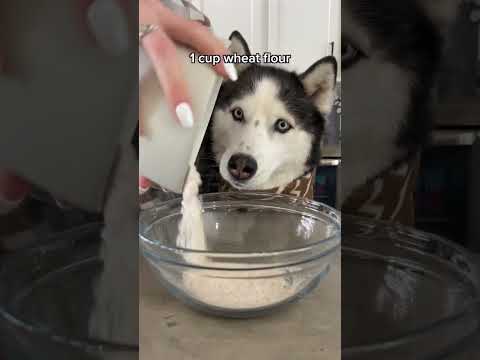 Video: Diæt til senior hunde
