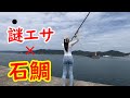 ヒット連発😍謎エサで石鯛釣りしたら大物掛かってさぁ大変⁉️魚釣り餌は無限大です‼️