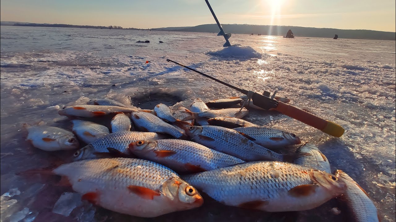 За КРУПНОЮ ПЛОТВОЮ р. Дніпро затока Мідяне. Рибалка на плотву.