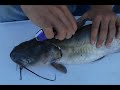 How To: Skin and Fillet a Catfish Like a Pro - Best Tools Needed