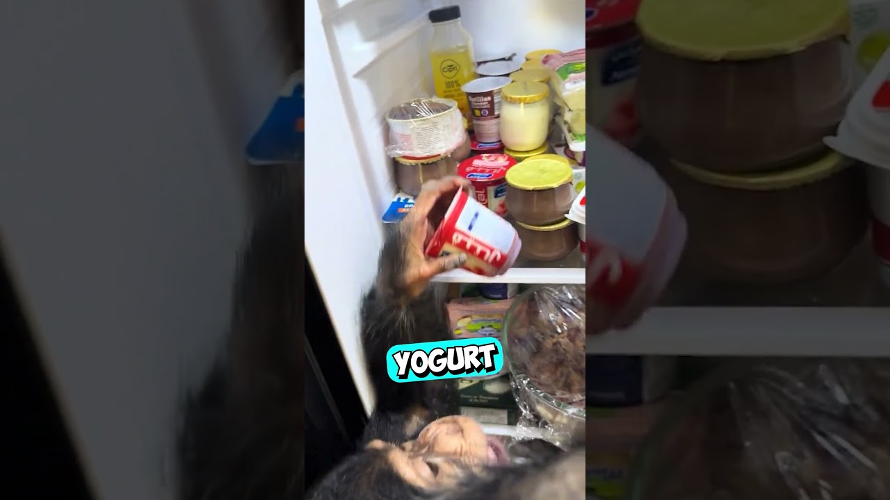 Каждый раз, когда маленький обезьянка проголодается, он делает вот это 😳 (@nordineduzoo/TT)