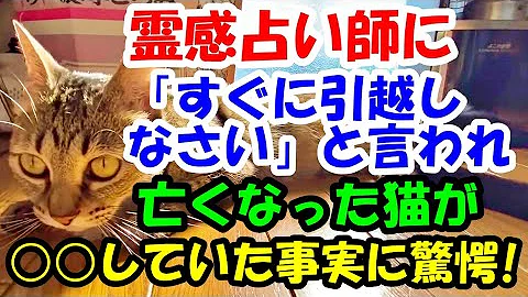 ねこ占い師 ねこ占い師
